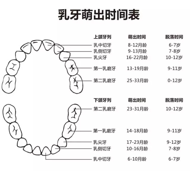 尚佳專業(yè)月嫂丨何時(shí)長(zhǎng)牙才算正常？